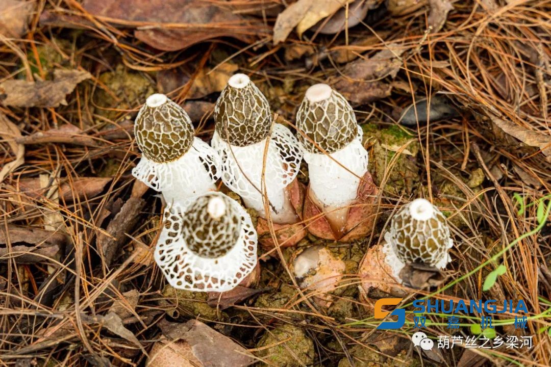 1653292219115148.jpg 10-16-18-55-283825.jpg