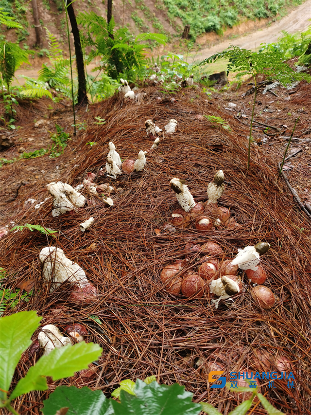 1656292163670041.png 20-50-19-31-283825.png