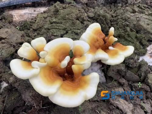 1656378548185700.jpg 19-41-58-48-283825.jpg