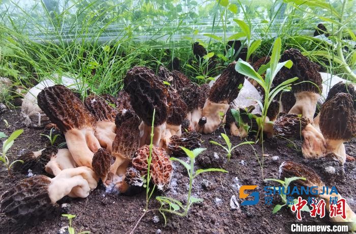 1656901045200070.jpg 23-39-34-67-283825.jpg